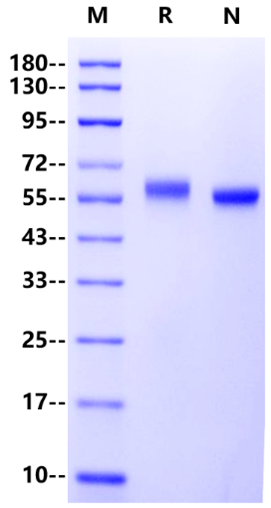 LRP10 His Tag Protein, Mouse