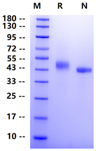 Biotinylated Nectin-2/CD112 His&Avi Tag Protein, Human