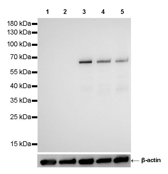 SMAD4 Recombinant Rabbit mAb (SDT-168-67)