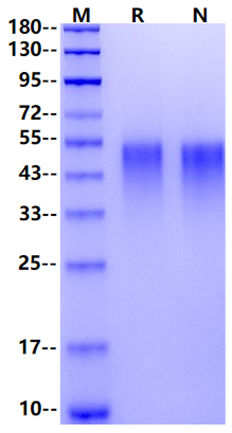 TNFR-2/CD120b His Tag Protein, Mouse
