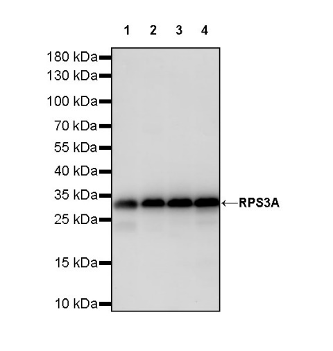 RPS3A Rabbit polyclonal antibody