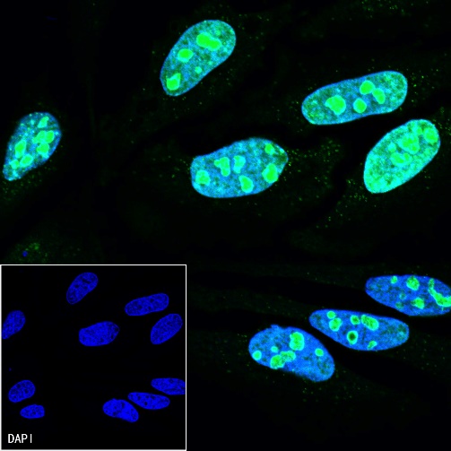 Goat Anti-Rabbit IgG (H+L) (min X Hu Sr Prot) (Alexa Fluor® 488 Conjugate)