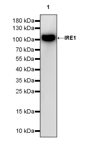 IRE1 Recombinant Rabbit mAb (S-1509-93)