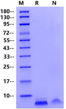 BD-2 Protein, Mouse