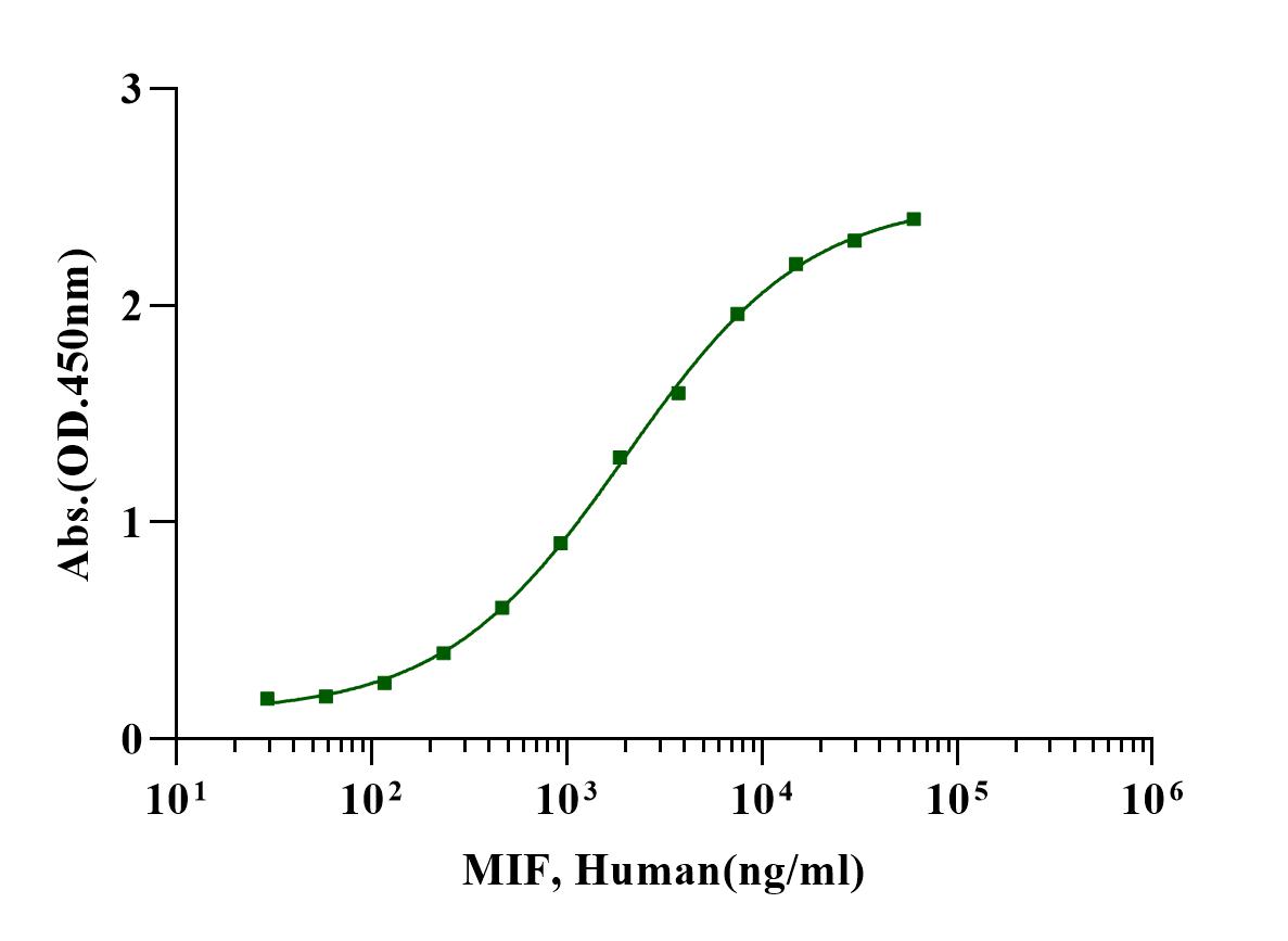 MIF Protein, Human