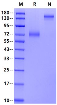 DNAM-1/CD226 Fc Chimera Protein, Human