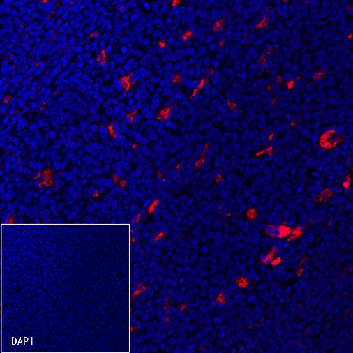 CD68 Recombinant Rabbit mAb (Alexa Fluor® 594 Conjugate) (S-R025)