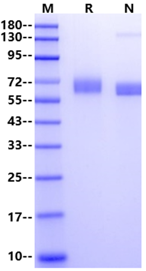VNN1/Vanin-1 His Tag Protein, Mouse