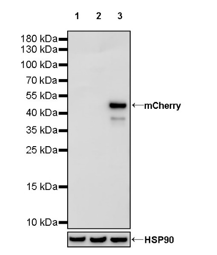 mCherry Recombinant Rabbit mAb (S-1049-67)