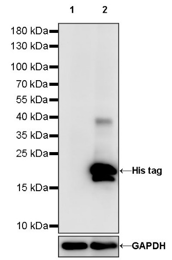 His tag (C-terminal) Recombinant Rabbit mAb (S-1398-10)