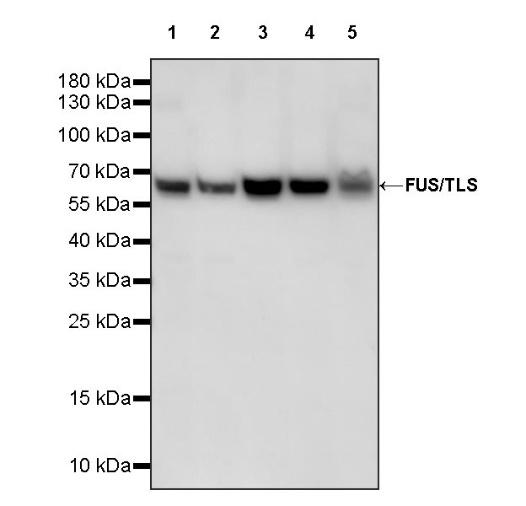 FUS/TLS Rabbit Polyclonal Antibody