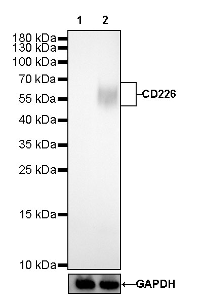 CD226 Recombinant Rabbit mAb (SDT-284-30)