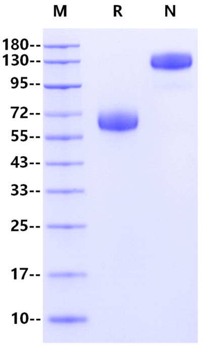 B7-H5/VISTA Fc Chimera Protein, Human
