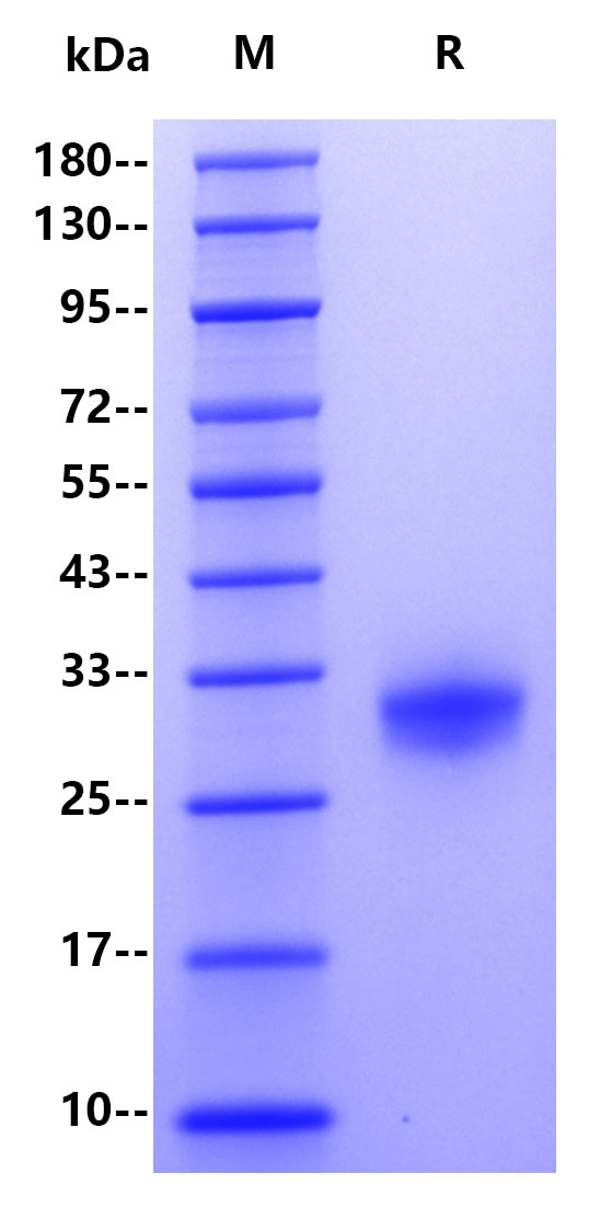 Human CD40, His Tag