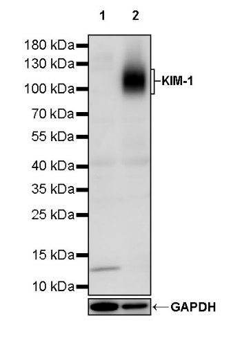 KIM-1 Recombinant Rabbit mAb (S-932-2)