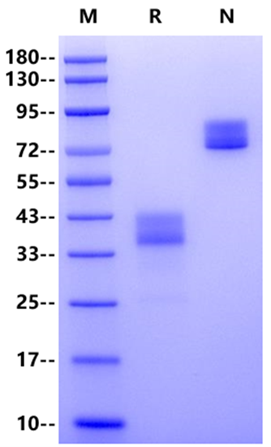 CD52 mFc Chimera Protein, Mouse