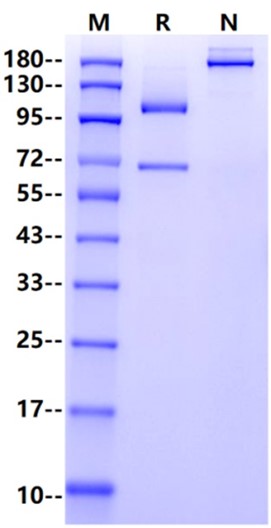 C3 His Tag Protein, Cynomolgus