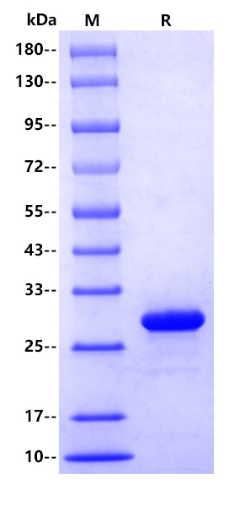 Mouse PSD95 Protein, His tag