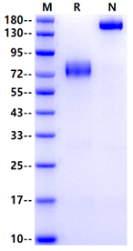 IL10RA/CD210 Fc Chimera Protein, Cynomolgus
