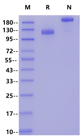 DPP4/CD26 Fc Chimera Protein, Human