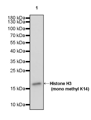 Histone H3 (di methyl K14) Recombinant Rabbit mAb (S-R414)