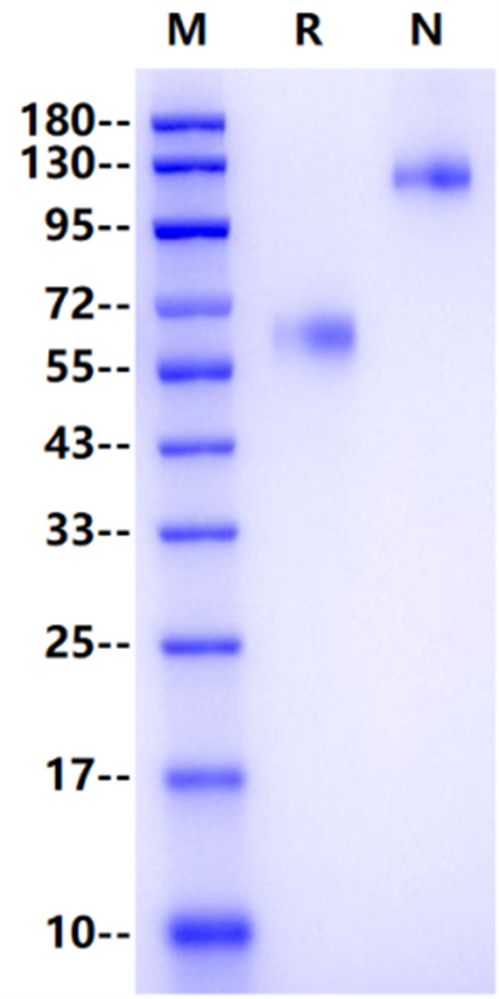 TMEM219 Fc Chimera Protein, Human