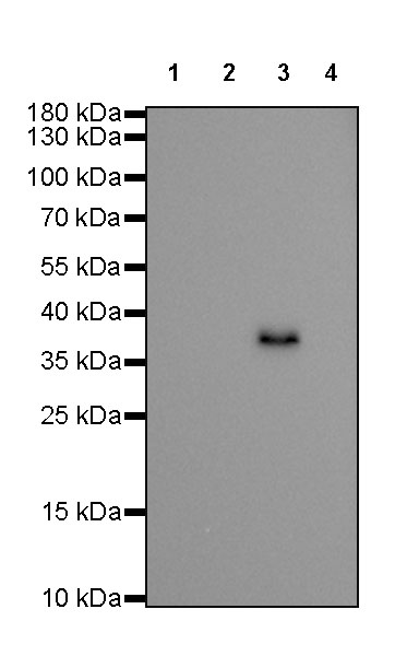 Human IgG3 F(c) Recombinant Rabbit mAb (SDT-318-77)