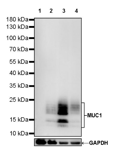 S-RMab® MUC1 Recombinant Rabbit mAb (SDT-776-49)