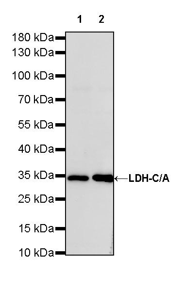 LDH-C/A Recombinant Rabbit mAb (S-R328)