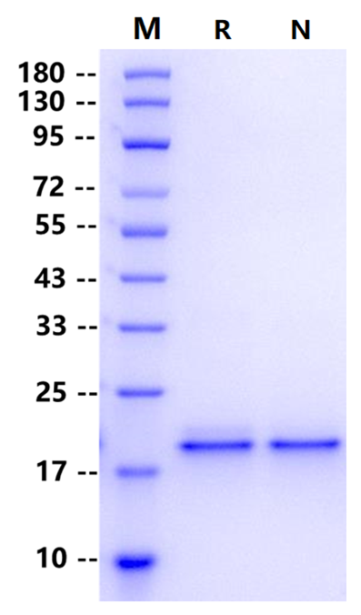 Cyclophilin A His Tag Protein, Mouse