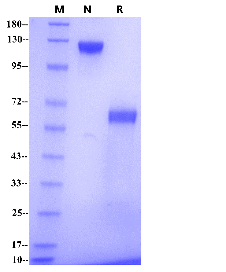 Siglec-15 mFc Chimera Protein, Human