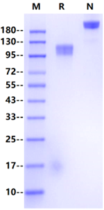 M-CSFR mFc Chimera Protein, Mouse
