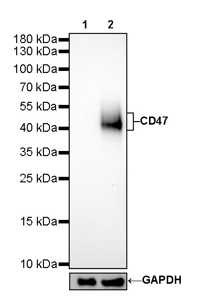 CD47 Recombinant Rabbit mAb (SDT-R121)