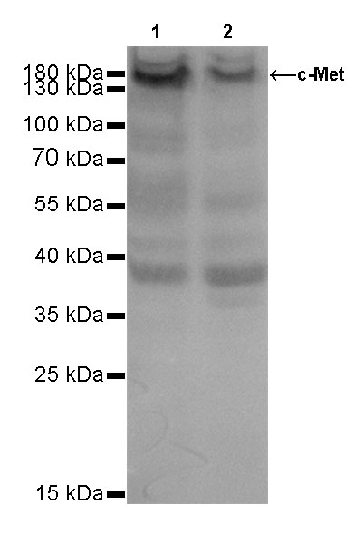 S-RMab® c-Met Recombinant Rabbit mAb (SDT-009-7H0L0)