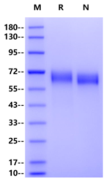Hyaluronidase PH20/SPAM1, Human
