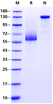 LILRB4/CD85k/ILT3 mFc Chimera Protein, Cynomolgus