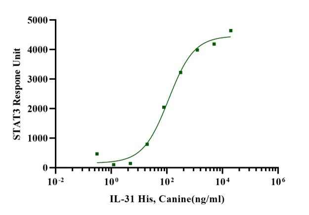 IFN-γ Protein, Canine