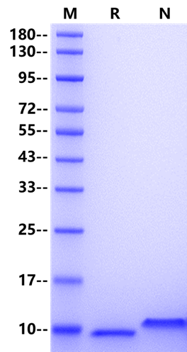 RANTES/CCL5 Protein, Human