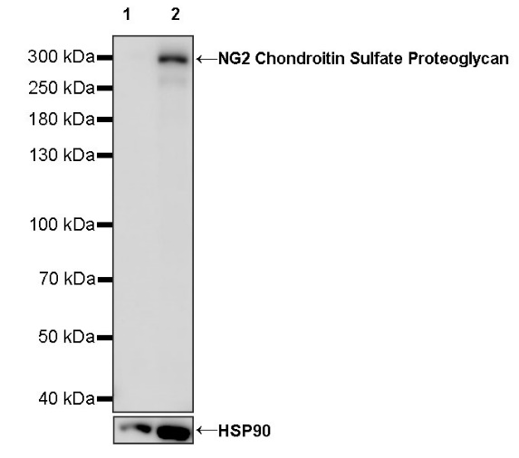 NG2 Chondroitin Sulfate Proteoglycan Recombinant Rabbit mAb (S-1233-25)