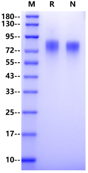 CD30/TNFRSF8 His Tag Protein, Human