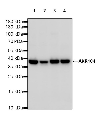 AKR1C4 Rabbit polyclonal antibody