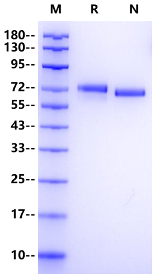 VTN/Vitronectin His Tag Protein, Mouse