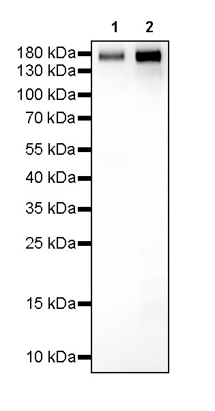 CD163 Recombinant Rabbit mAb (SDT-327-58)