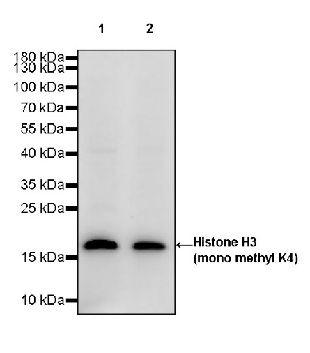 Histone H3 (mono methyl K4) Rabbit polyclonal antibody