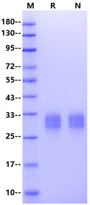 CD74/DHLAG His Tag Protein, Human