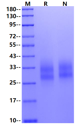 4-1BB/TNFRSF9 His Tag Protein, Cynomolgus