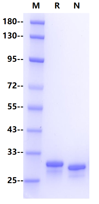 IgG1 Fc Protein, Mouse