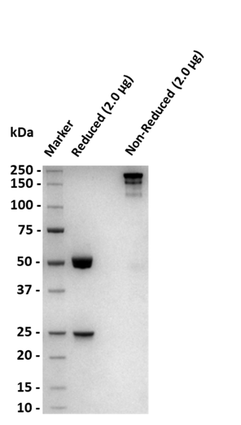 Monoclonal Anti-Eribulin Antibody