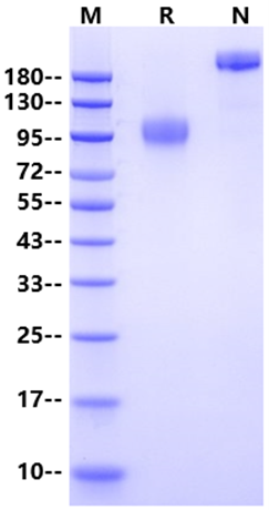 SIRP-α/CD172A Fc Chimera Protein, Mouse