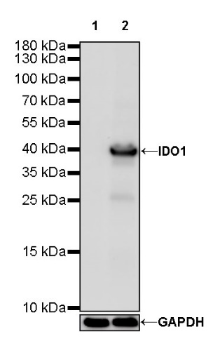 S-RMab® IDO1/Indoleamine 2,3-dioxygenase Recombinant Rabbit mAb (S-259-62)